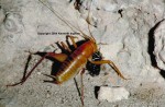 Picture of a Carlsbadensis Eating a Darkling Beetle