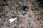 Darkling Beetle (pictured with a Guano Moth) Picture Thumbnail