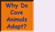 Go to Why Do Cave Animals Adapt?